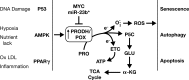 <b>FIG. 2.</b>