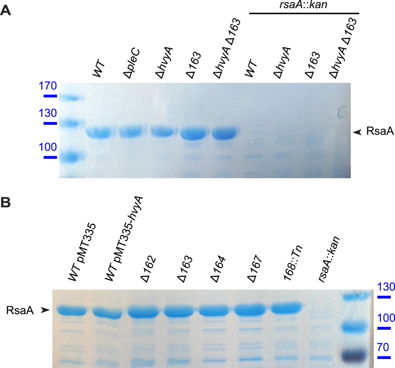 Figure 2—figure supplement 3.