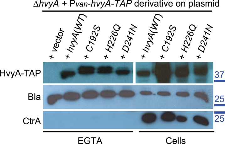 Figure 3—figure supplement 2.