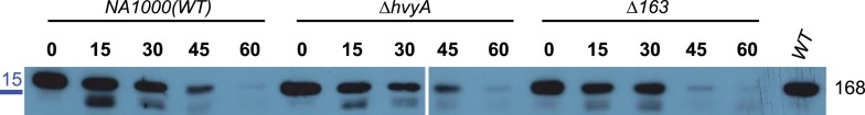 Figure 2—figure supplement 4.