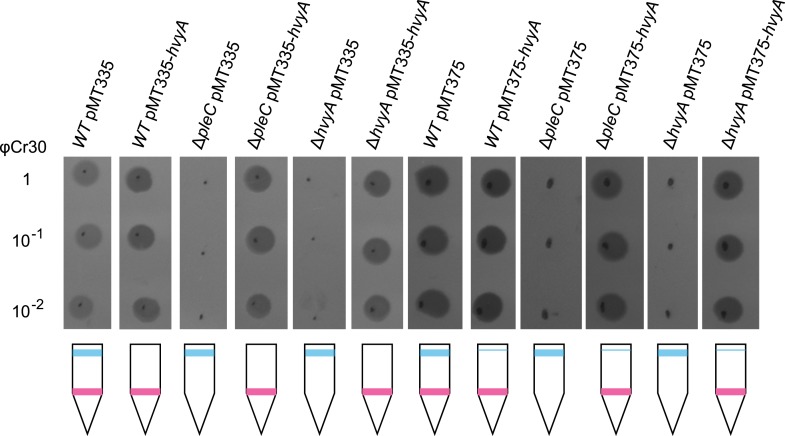 Figure 2—figure supplement 1.