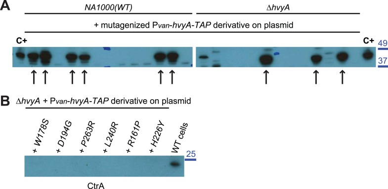 Figure 3—figure supplement 3.