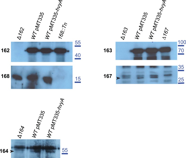 Figure 6—figure supplement 1.