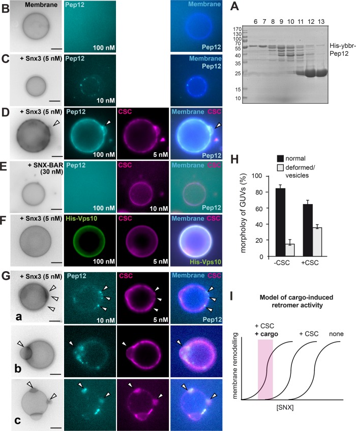 FIGURE 6: