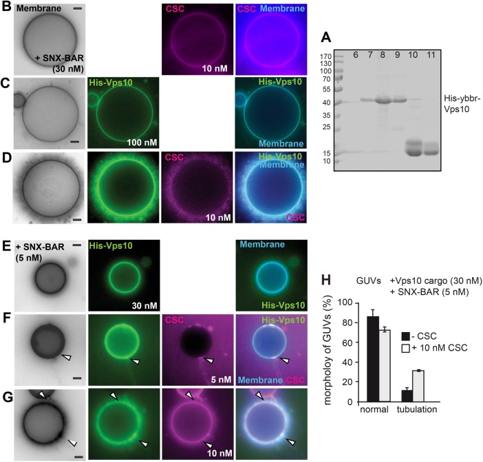 FIGURE 3: