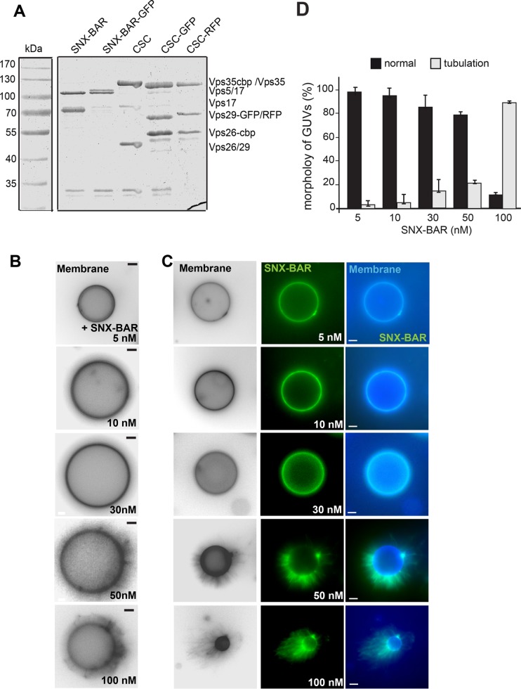 FIGURE 1: