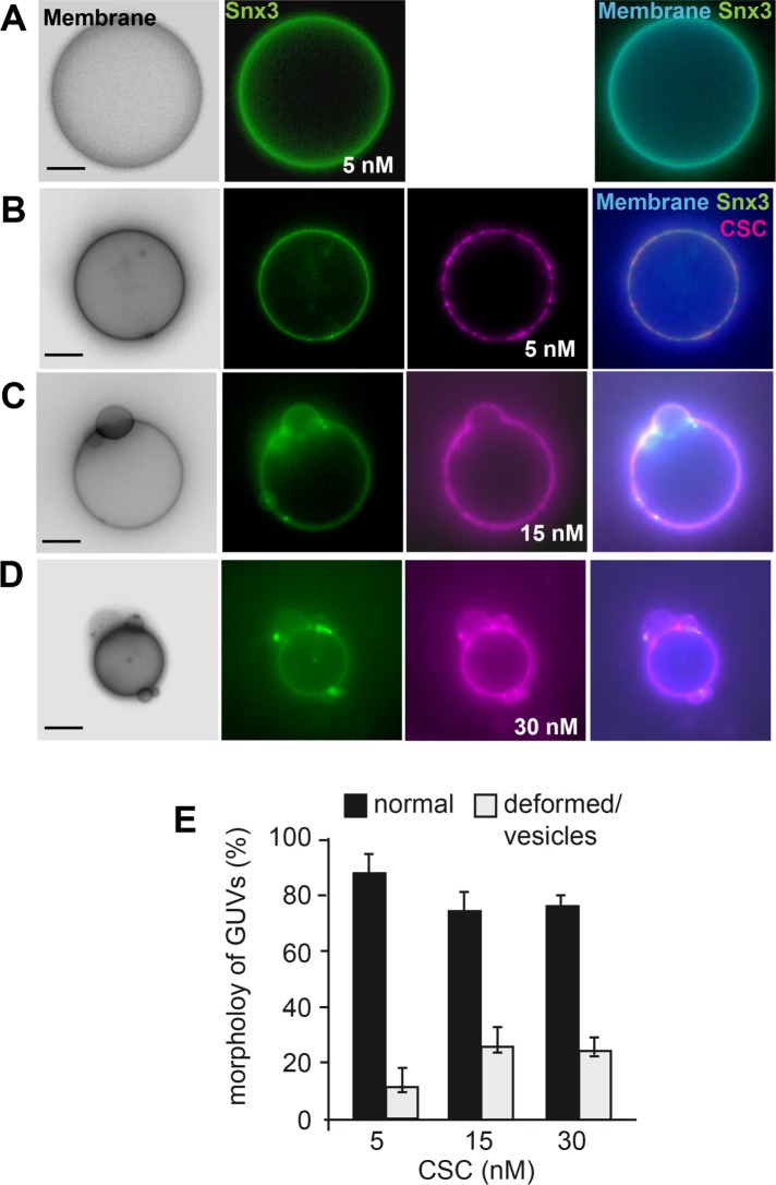 FIGURE 5: