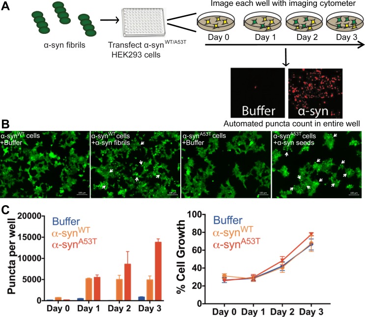 Figure 3—figure supplement 1.