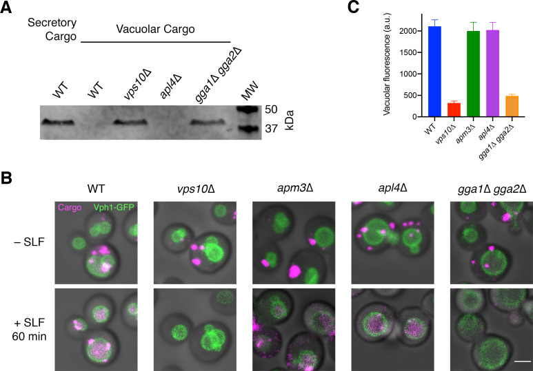 Figure 6—figure supplement 2.