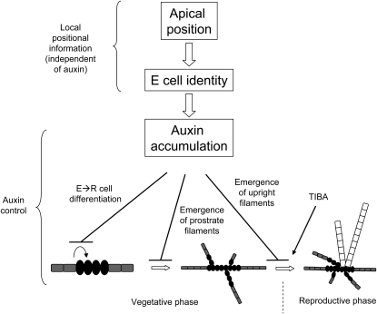 Figure 11.