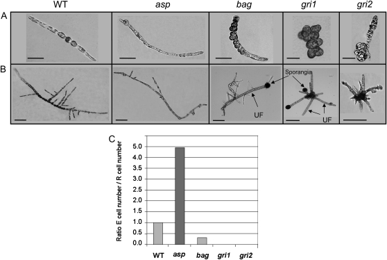 Figure 6.