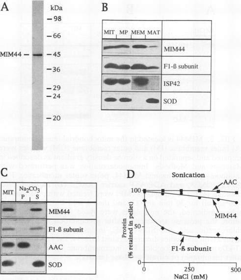 graphic file with name molcellb00024-0177-a.jpg