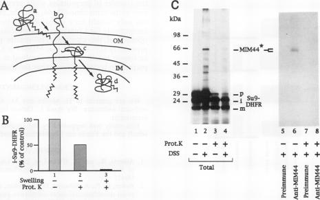 graphic file with name molcellb00024-0181-a.jpg