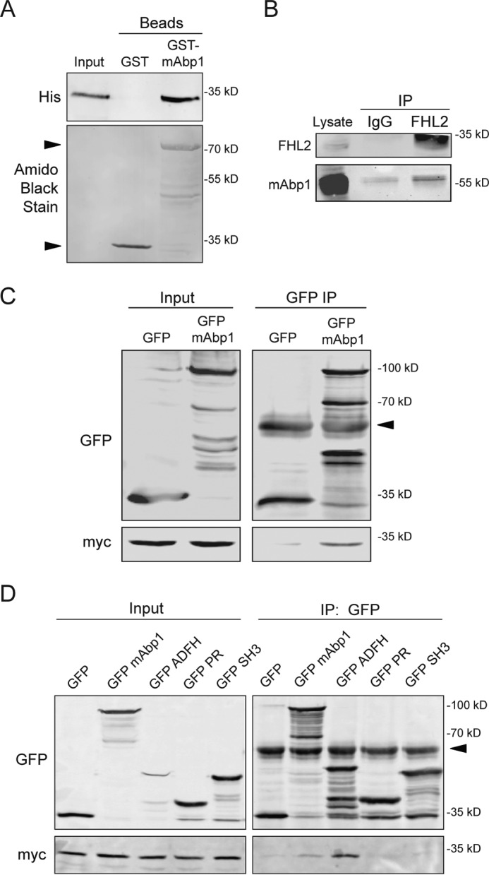 FIGURE 4.