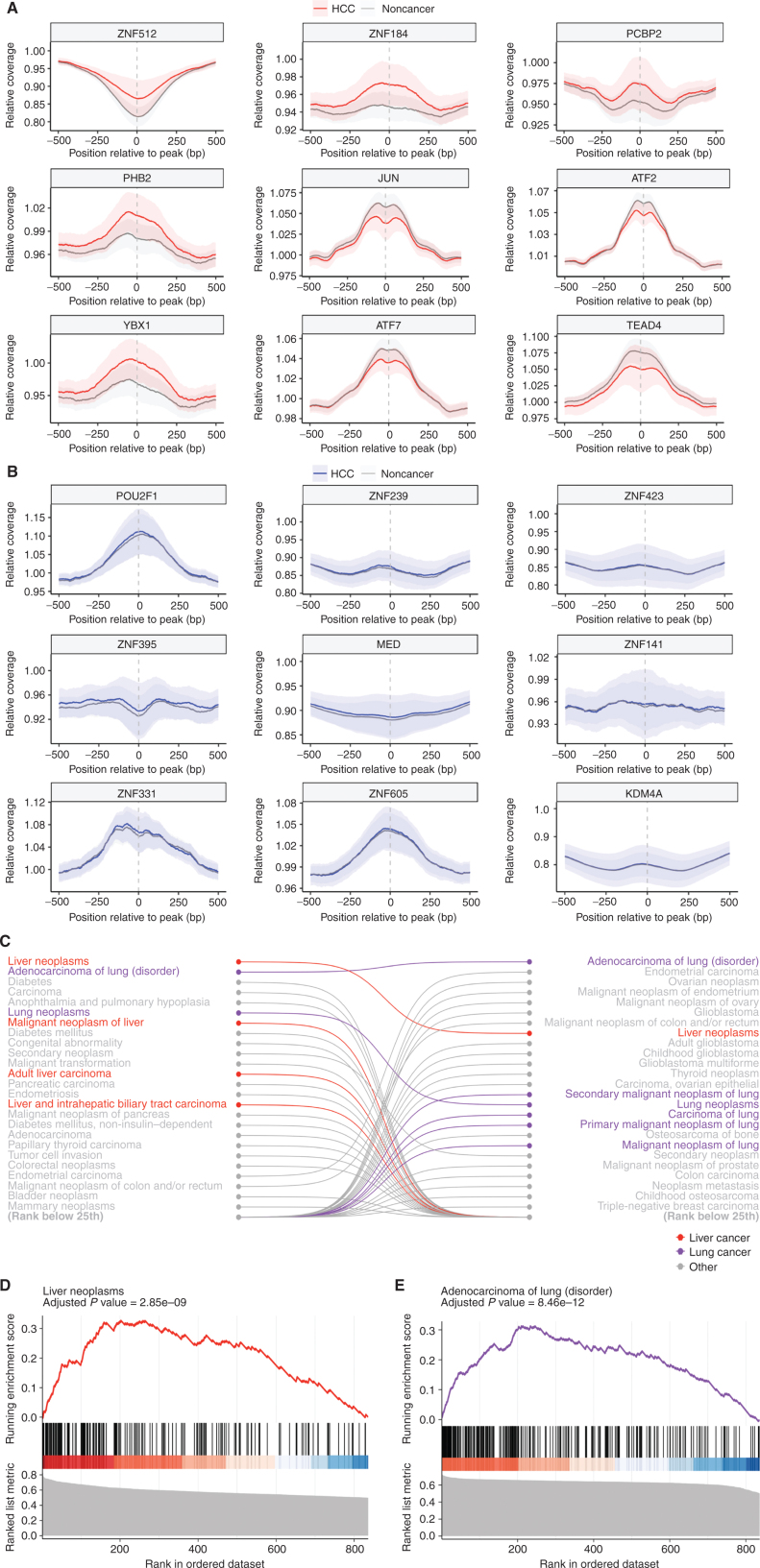 Figure 2. Fragmentation profiles in HCC patients highlight liver-specific TFs. A, The coverage at and around the transcription factor binding sites (TFBS) for the 9 TFs for which the relative coverage at the binding site that had the highest separation of HCC from noncancer samples. The mean is plotted for each group, with ± 1 standard deviation (SD) shown by shading. These confidence intervals (CI) show separation, highlighting that differences in coverage at a TFBS can provide information on cancer status. B, The coverage at and around the TFBS for the 9 TFs that had the lowest separation of HCC from noncancer samples in the US/EU cohort. These CIs are largely overlapping, reflecting their status as TFBS with poor discrimination. Gene set enrichment analysis of TFs analyzed in both HCC and lung adenocarcinoma showed TFs are selectively enriched in numerous pathways related to liver and lung cancer, respectively (C), including adult liver carcinoma and adenocarcinoma of the lung (D and E).