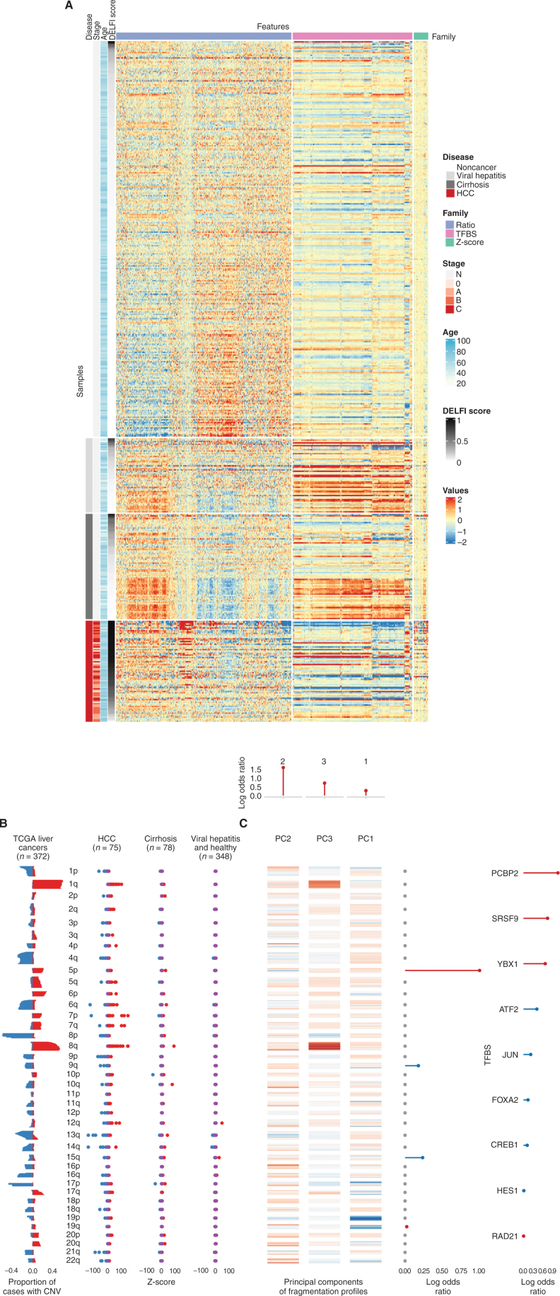 Figure 3. High-dimensional fragmentation features reflect liver cancer biology and are incorporated in DELFI machine learning approaches. A, A heat map reflecting the complexity of genome-wide fragmentation and transcription factor binding site features utilized in the DELFI machine learning approach. Each row represents a sample, whereas columns show individual genomic features. B, Analysis of copy-number changes in tissue from 372 TCGA liver cancers and plasma from 501 individuals reflects biological consistency. Copy-number changes that occur in TCGA (red = gains, blue = losses) were also found at the chromosomal arm level in HCC plasma, but not in individuals without cancer. C, Heat map depicting the contributions of individual genomic regions to the final trained DELFI model. The fragmentation features were summarized as three principal components in the model, whereas aneuploidy was summarized as arm-level z-scores. The top, middle, and right depict the coefficients of fragmentation components, arm-level z-scores, and transcription factor binding sites, respectively, in the model. CNV, copy-number variation.