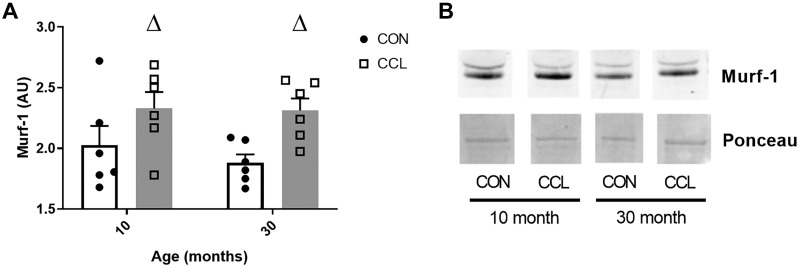 Fig. 5.