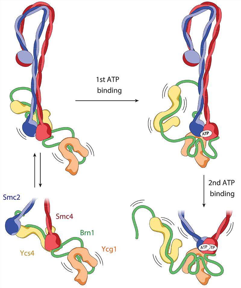 Fig. 6