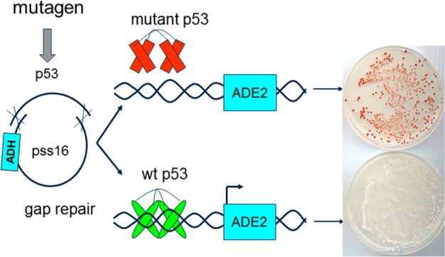 Figure 12