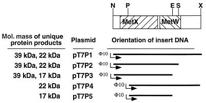 FIG. 7