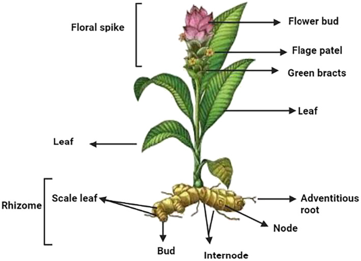 FIGURE 1