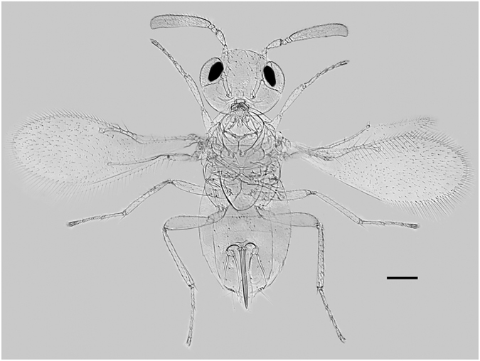 Figure 4