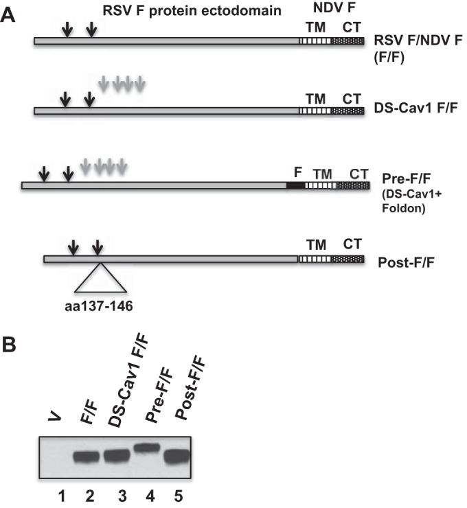 FIG 1