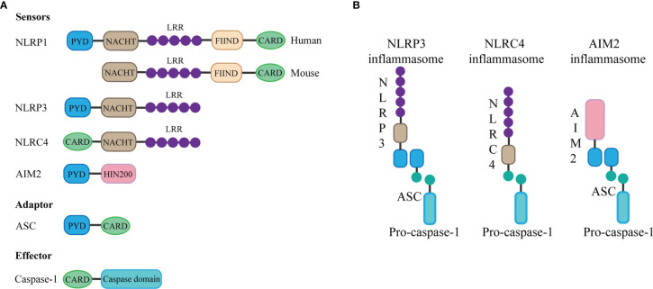 Figure 1