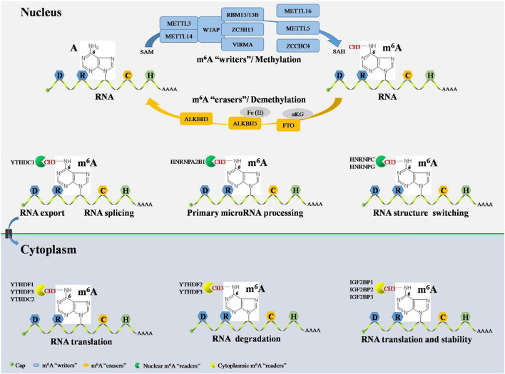 FIGURE 2