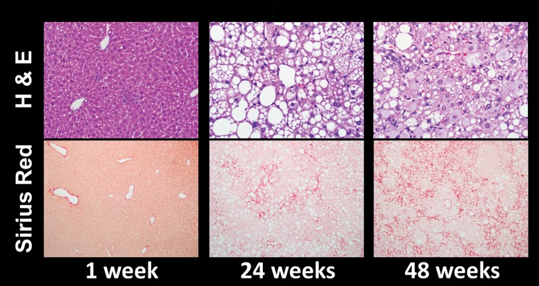 Figure 4a: