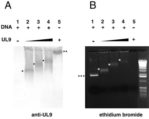 FIG. 11.