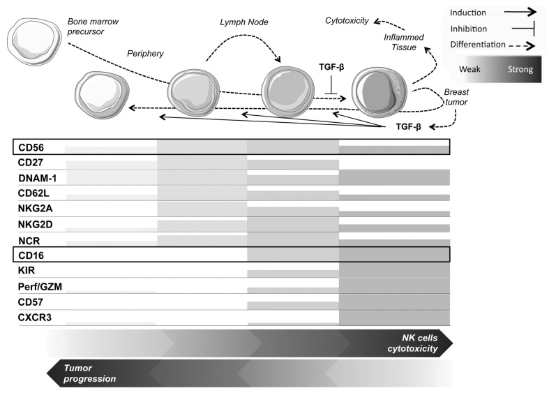 graphic file with name onci-2-e26688-g1.jpg