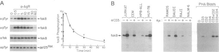 graphic file with name pnas01144-0253-a.jpg