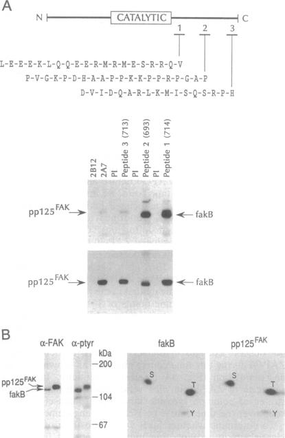 graphic file with name pnas01144-0252-a.jpg