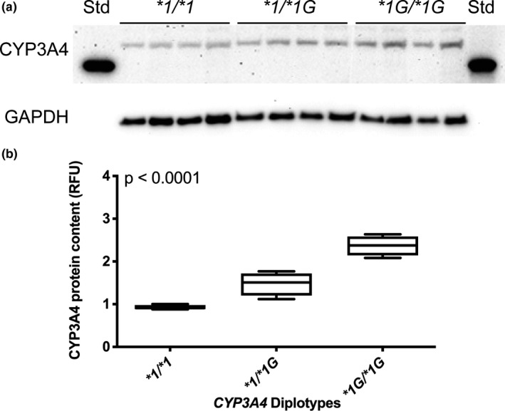 FIGURE 1