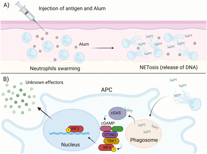 Figure 3: