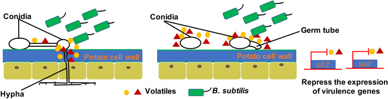 FIGURE 6