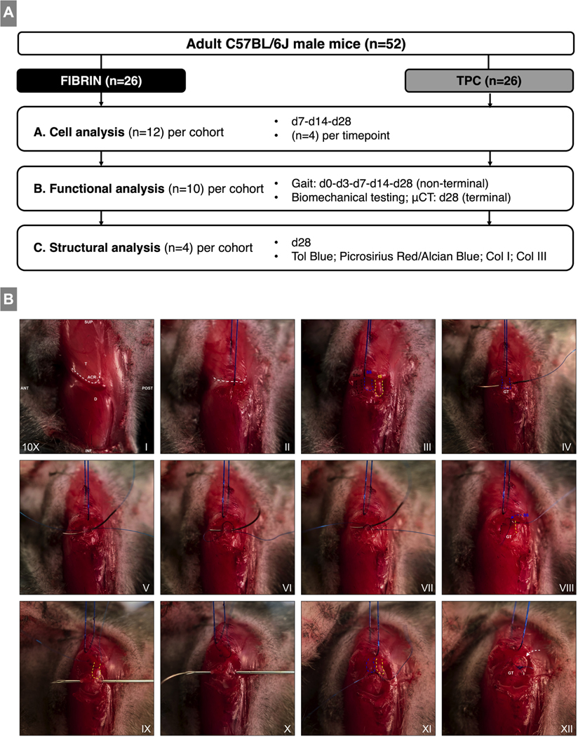 Figure 1: