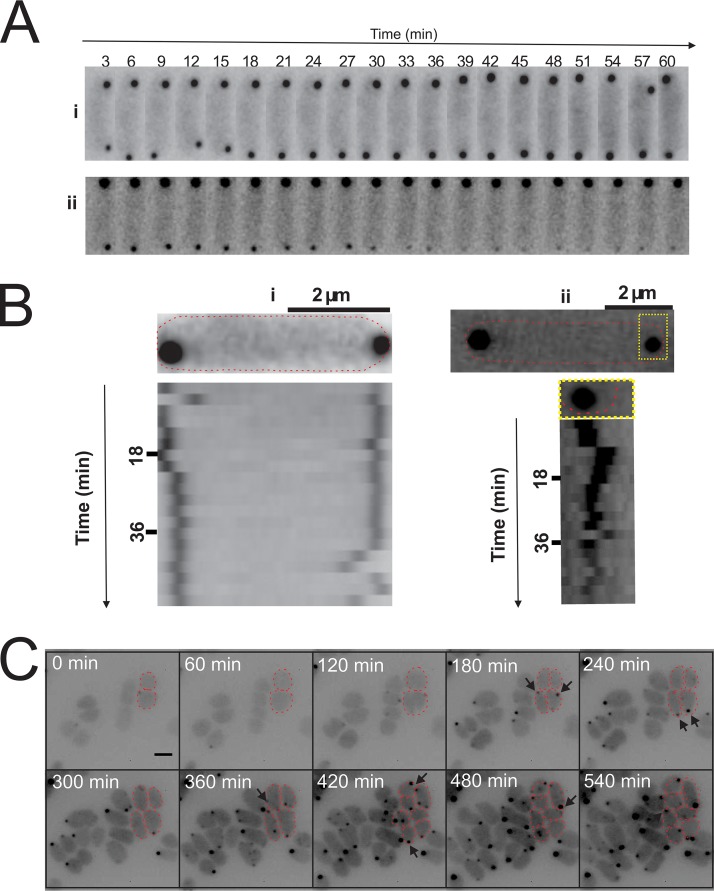 FIG 5