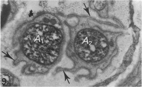 Fig. 9