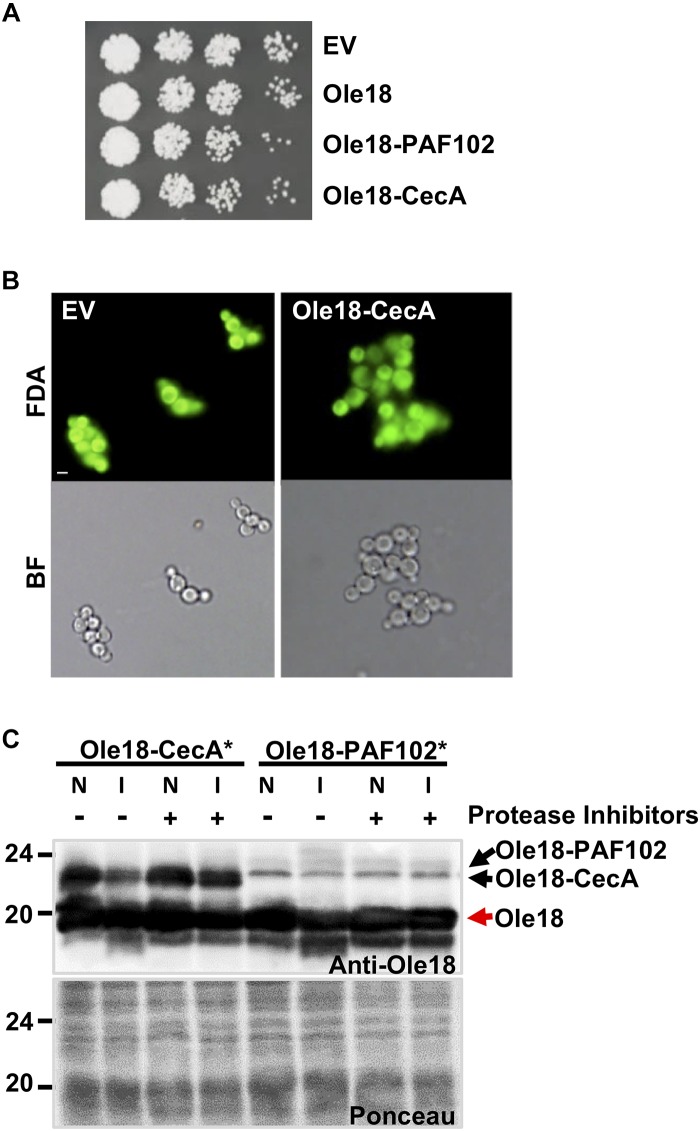 FIGURE 3