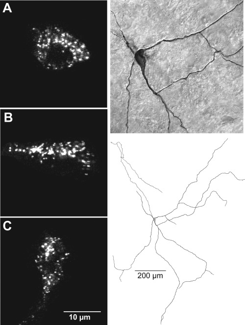 Figure 15