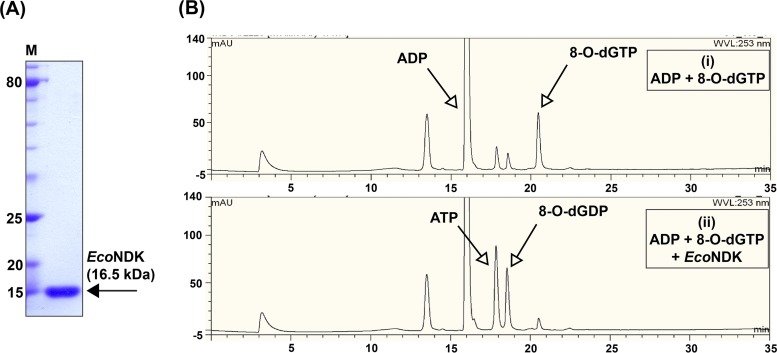 FIG 1