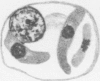 488-3