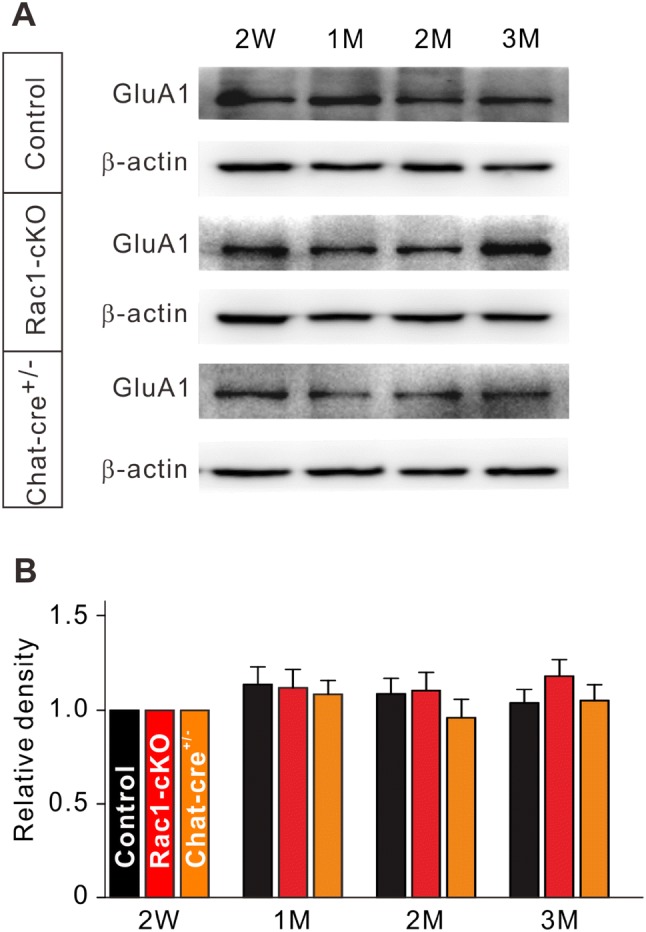 Fig. 6