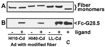 FIG. 5.