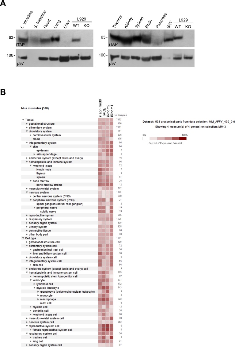 Figure 1—figure supplement 1.