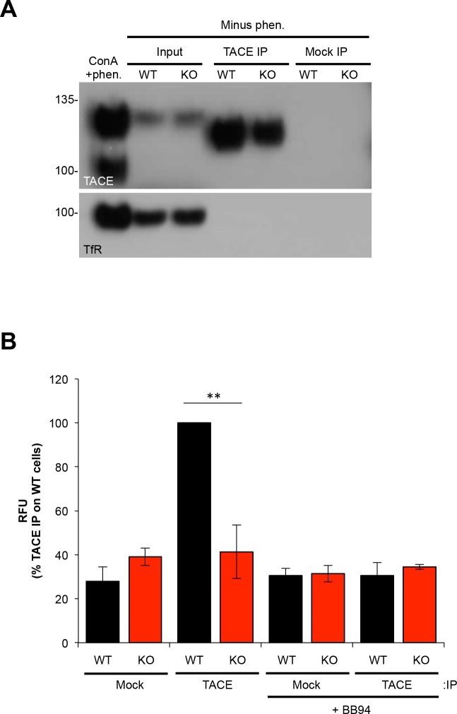 Figure 3—figure supplement 1.