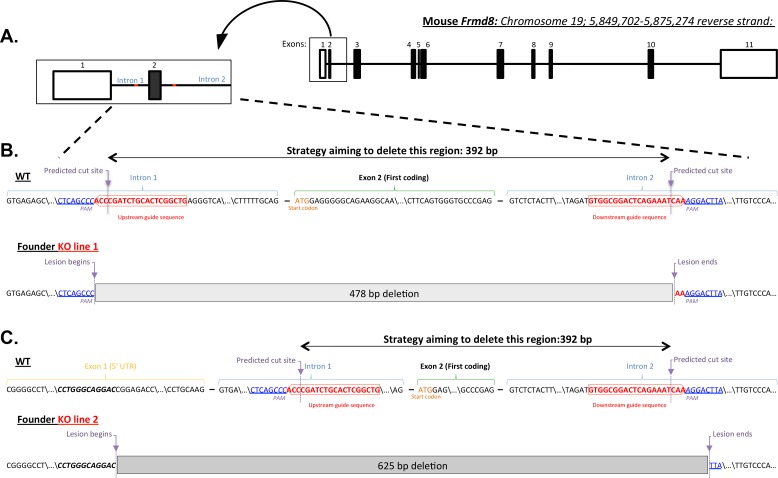 Figure 7—figure supplement 1.