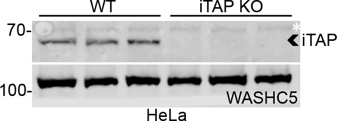 Figure 6—figure supplement 1.